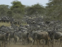 Western_Corridor_(Kirawira)2003-058